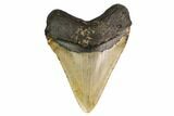 Massive, Fossil Megalodon Tooth - North Carolina #164902-2